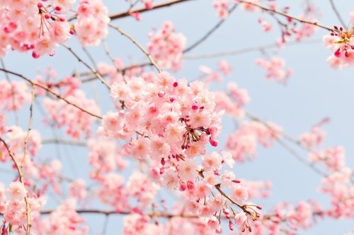 벚꽃 엔딩
