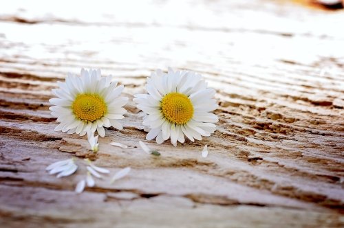 Les Fleurs Sauvages(야생화)